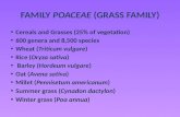 FAMILY  POACEAE  (GRASS FAMILY)