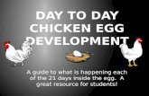 Day to Day Chicken Egg Development