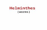 Helminthes  (worms)