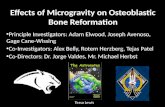 Effects of Microgravity on  Osteoblastic  Bone Reformation