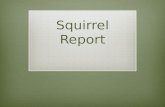 Squirrel Report