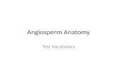 Angiosperm  Anatomy