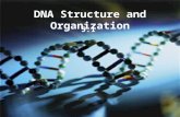 DNA Structure and Organization