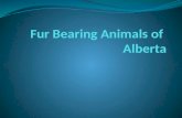 Fur Bearing Animals of  Alberta