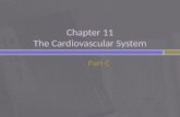 Chapter 11 The Cardiovascular  System