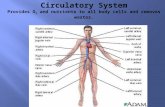 Circulatory System Provides O 2  and nutrients to all body cells and removes wastes.