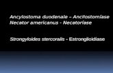 Ancylostoma duodenale  –  Ancilostomíase Necator americanus  -  Necatoríase