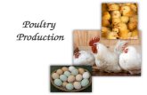 Poultry  Production