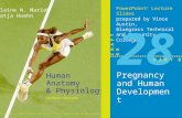 Pregnancy and Human Development