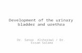 Development of the urinary bladder and urethra