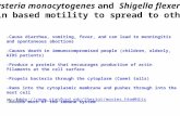 Lysteria monocytogenes and  Shigella flexerni use  actin  based motility to spread to other cells