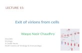 E xit  of  virions  from cells