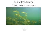 Curly  Pondweed Potamogeton crispus