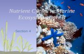 Nutrient Cycles in Marine Ecosystems Part  II