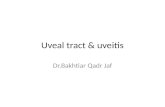 Uveal  tract &  uveitis