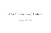 3.12 The Excretory System