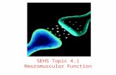 SEHS Topic  4.1  Neuromuscular Function