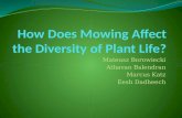 How Does  M owing  A ffect the Diversity of Plant Life?