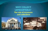 WHY COLLECT LEPIDOPTERA?  The role of museums  and collections