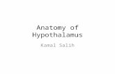 Anatomy of Hypothalamus