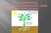 TranSPIRATION , COHESION, ADHESION, AND ROOT PRESSURE!
