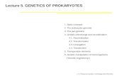 Lecture 5. GENETICS OF PROKARYOTES