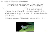 Offspring Number Versus Size