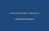 Colorless Sulfur Bacteria