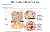 The Extracellular Space