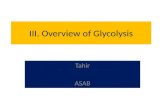 III. Overview of  Glycolysis