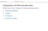 Categories of Macromolecules What are Four Types of Macromolecules? Carbohydrates Lipids Proteins