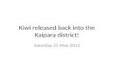 Kiwi released back into the  Kaipara  district!