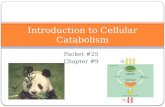Introduction to Cellular Catabolism