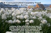 PCB-Contaminated  Country Food  in  the Canadian  Arctic  Affecting Inuit Health