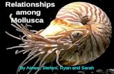 Relationships among Mollusca