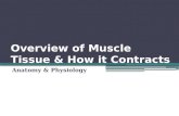 Overview of Muscle Tissue & How it Contracts