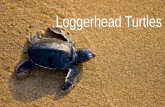 Loggerhead Turtles