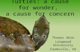 Turtles: a cause for wonder,  a cause for concern