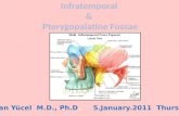 Infratemporal &  Pterygopalatine Fossae