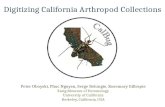 Digitizing California Arthropod Collections