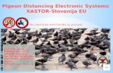 Pigeon Distancing Electronic Systems  XASTOR-Slovenija EU