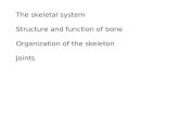 The skeletal system Structure and function of bone Organization of the skeleton Joints