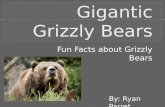 Gigantic Grizzly Bears