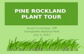 Pine Rockland  Plant  Tour