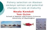 Fishery selection on Alaskan sockeye salmon and potential changes in size at maturity