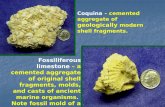 Coquina  – cemented aggregate of  geologically  modern shell fragments.