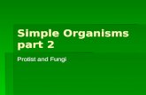 Simple Organisms part 2