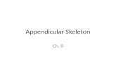 Appendicular  Skeleton