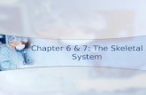 Chapter 6 & 7: The Skeletal System