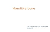 Mandible bone